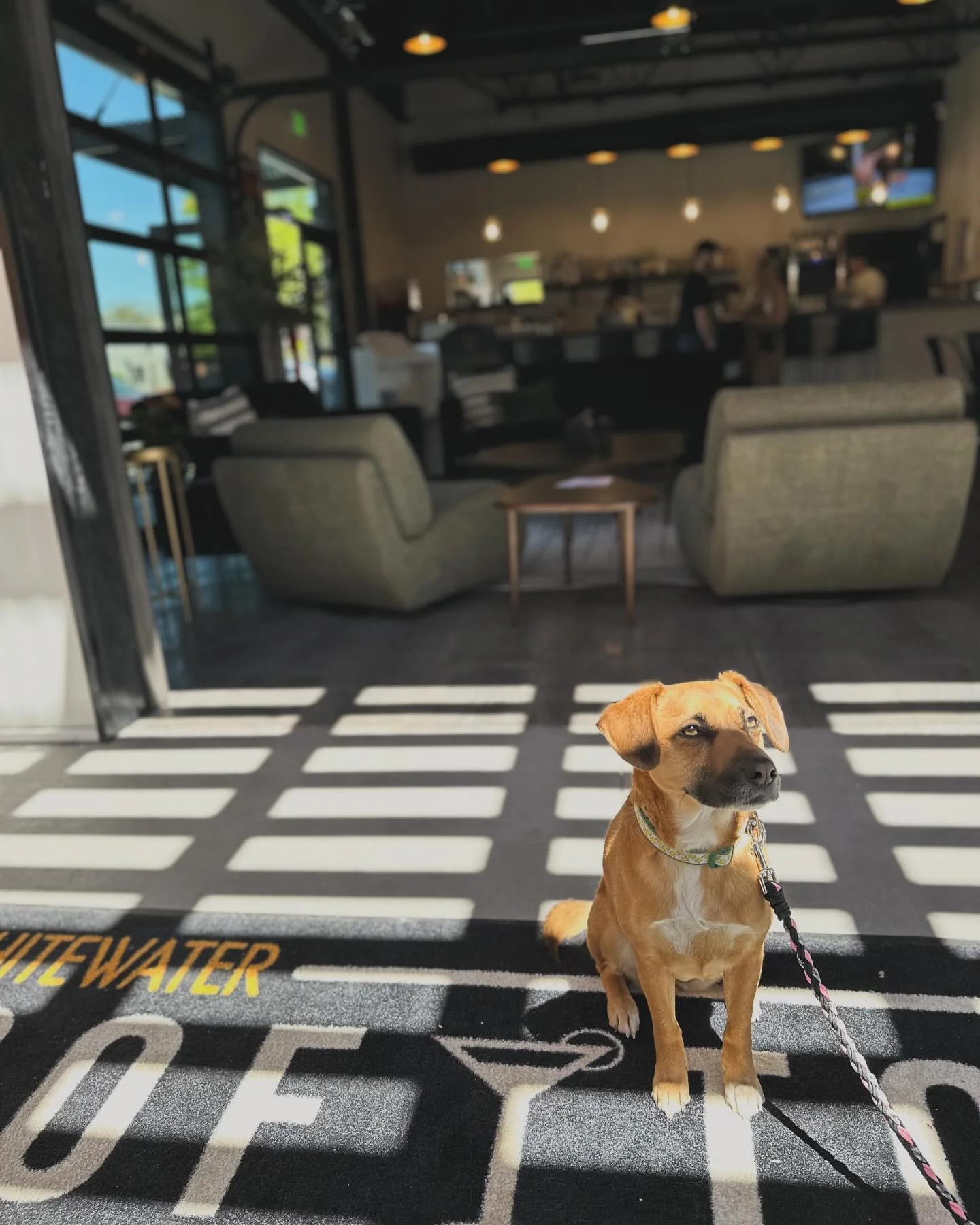 rt/dogpatio.webp
